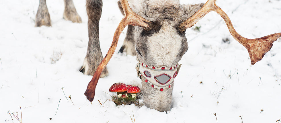5 Christmas Traditions Revealed